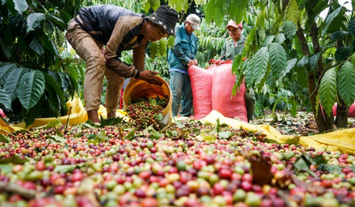 Giá cà phê hôm nay 19/10: Đột ngột giảm sốc đến hơn 7.000 đồng/kg, chạm đáy 5 tháng trở lại đây