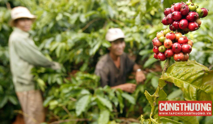 Giá cà phê hôm nay 21/10: Mưa kéo dài hỗ trợ giá Robusta trong nước lẫn thế giới tăng lên
