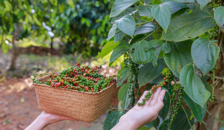 Giá tiêu hôm nay 21/10: Chuyển dịch mạnh mẽ sang sản xuất tiêu hữu cơ