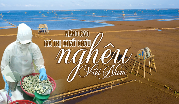 Nâng cao giá trị  xuất khẩu nghêu Việt Nam