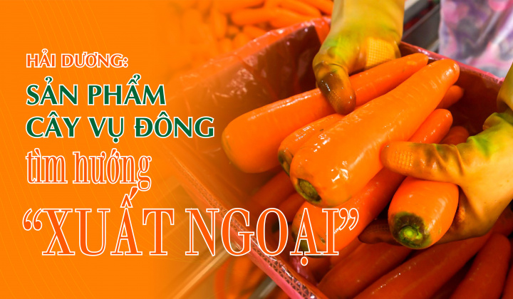 Hải Dương: Sản phẩm cây vụ đông tìm hướng “xuất ngoại”