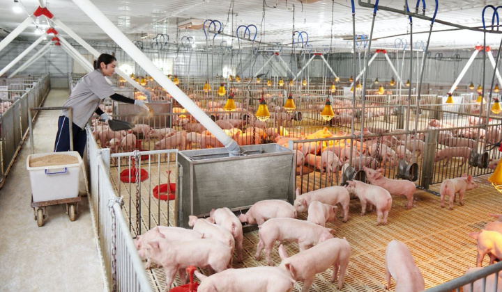 Giá heo hơi hôm nay 26/10: Tiếp đà tăng, hỗ trợ 38.000 đồng/kg heo hơi bị tiêu hủy do dịch bệnh