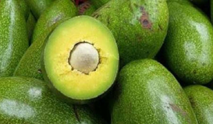 Nông dân Đắk Lắk nâng cao thu nhập từ trái bơ