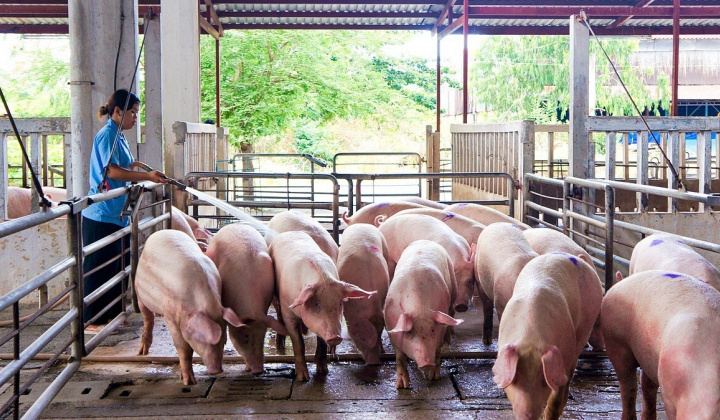 Giá heo hơi hôm nay 27/10: Diễn biến trái chiều, mất mốc giá trần 55.000 đồng/kg