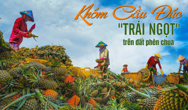 Khóm Cầu Đúc - “Trái ngọt” trên đất phèn chua