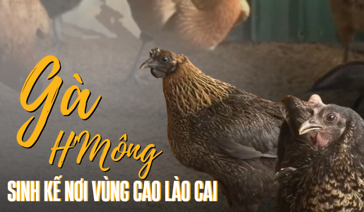 Gà H’Mông - Sinh kế nơi vùng cao Lào Cai