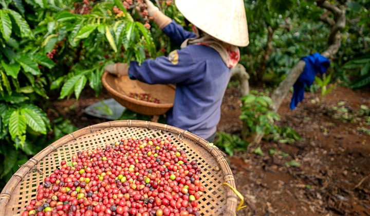 Giá cà phê hôm nay 28/10: Dự trữ cà phê của Việt Nam dự báo giảm xuống mức rất thấp