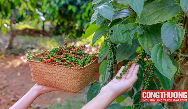 Giá tiêu hôm nay 28/10: Dự báo giá tiêu có thể chạm mốc 90.000 đồng/kg trong năm tới