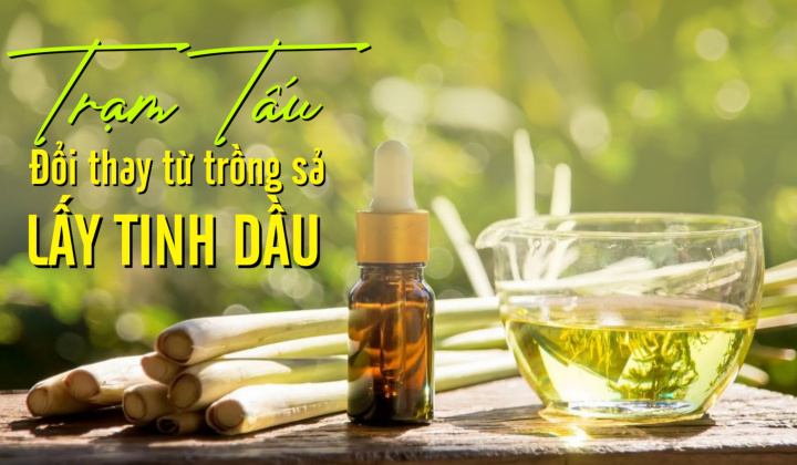 Trạm Tấu - Đổi thay từ trồng sả lấy tinh dầu