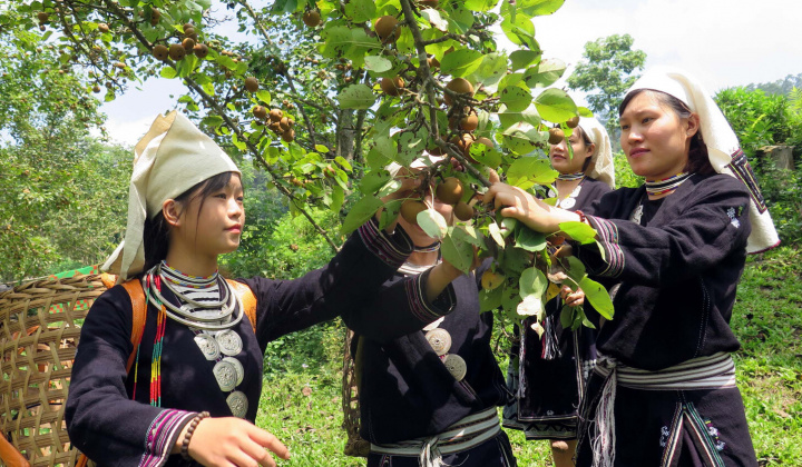Chính sách hỗ trợ tiêu thụ sản phẩm vùng đồng bào dân tộc thiểu số và miền núi