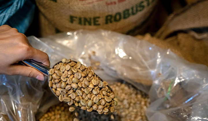 Giá cà phê hôm nay 30/10: Tồn kho cà phê Robusta thế giới lên cao nhất 2 tuần
