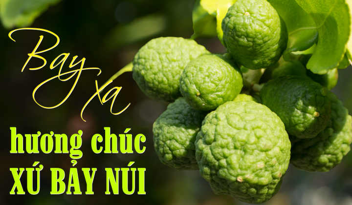 Bay xa hương chúc xứ Bảy Núi
