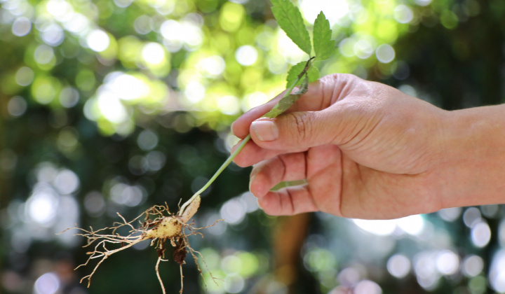 Phát triển bền vững Sâm Ngọc Linh tại Tu Mơ Rông và Đăk Glei