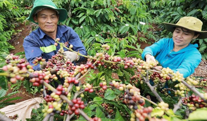 EU cấm hàng hóa xuất xứ từ phá rừng: Biến khó khăn, thách thức thành cơ hội