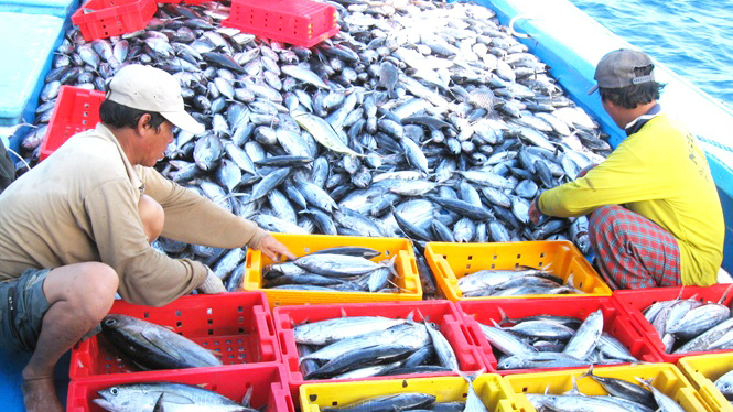 Tập trung thực hiện các giải pháp cấp bách, trọng tâm chống khai thác IUU