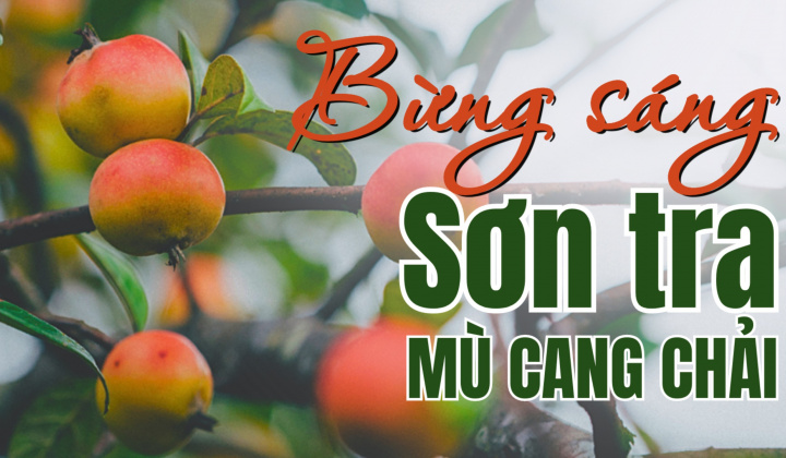 Bừng sáng Sơn tra Mù Cang Chải