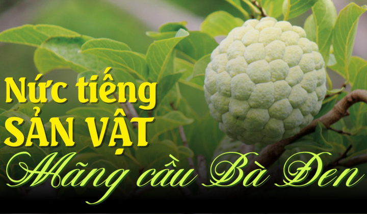 Nức tiếng sản vật Mãng cầu Bà Đen