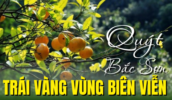 Quýt Bắc Sơn - Trái vàng vùng biên viễn
