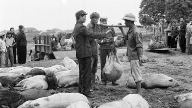 “Giằng co” giữa kinh tế thị trường và kinh tế kế hoạch hóa những năm 1979 - 1985