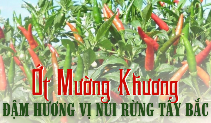 Ớt Mường Khương - Đậm hương vị núi rừng Tây Bắc