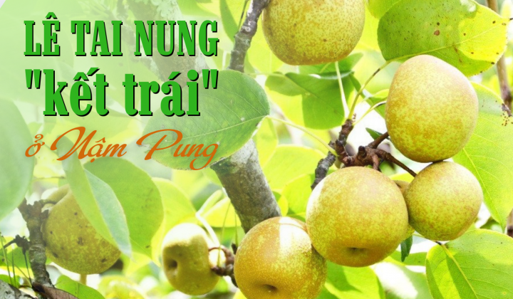 Lê Tai Nung “kết trái” ở Nậm Pung
