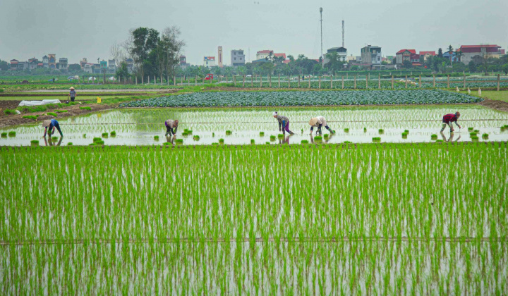 Vụ gieo cấy Đông Xuân 2023-2024 có 2 đợt lấy nước, dự kiến xả 3,5 tỷ m3