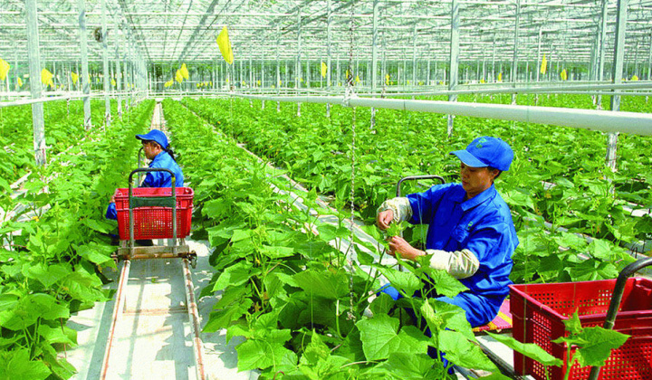 Cùng nông dân kiến tạo thế giới xanh bằng nông nghiệp hữu cơ