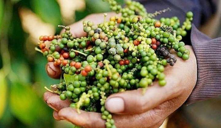 Giá tiêu hôm nay 13/11: Giá xuất khẩu tăng trở lại trong tháng 10/2023
