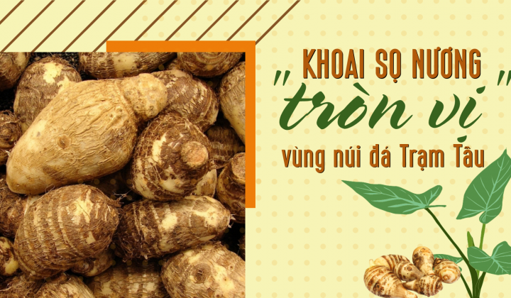 Khoai sọ nương “tròn vị” vùng núi đá Trạm Tấu