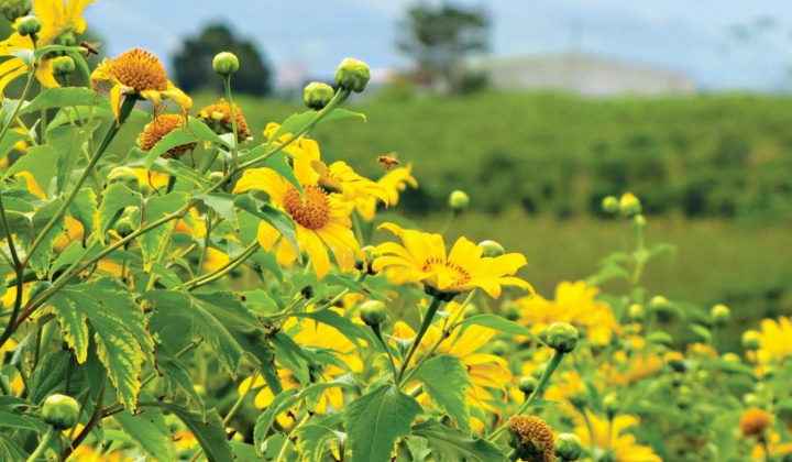 Vẻ đẹp diễm lệ của hoa dã quỳ trên đỉnh núi lửa Chư Đang Ya