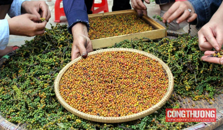 Giá tiêu hôm nay 16/11: Châu Âu, Mỹ sẽ đẩy mạnh nhập khẩu trong những tháng cuối năm