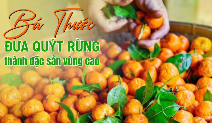 Bá Thước đưa quýt rừng thành đặc sản vùng cao