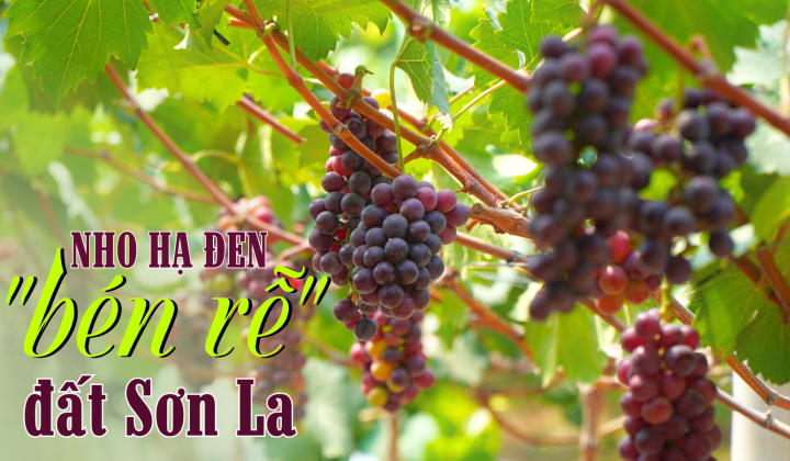 Nho Hạ Đen “bén rễ” đất Sơn La