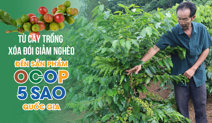 Cà phê Sơn La: Từ cây trồng xoá đói giảm nghèo đến sản phẩm OCOP 5 sao quốc gia