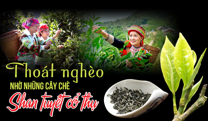 Thoát nghèo nhờ những cây chè Shan Tuyết cổ thụ