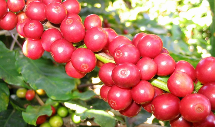 Cà phê Việt tăng thị phần tại Italy