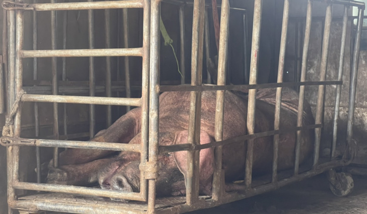 Hưng Yên: Ngăn chặn kịp thời lợn nái đã chết, biến đổi màu sắc đang trên đường tiêu thụ
