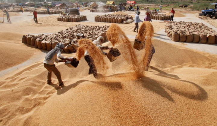 Lần đầu tiên Ấn Độ ban hành tiêu chuẩn chất lượng đối với gạo Basmati