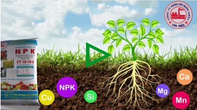 Chè Thái Nguyên tăng năng suất 2 - 3 lần nhờ Phân bón Văn Điển