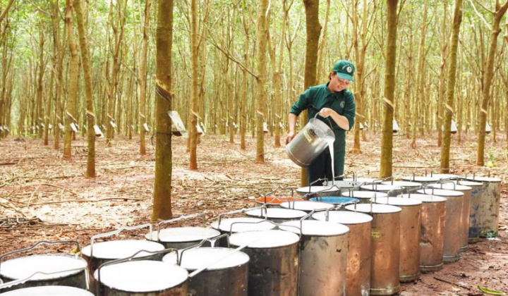 2 tháng đầu năm, Việt Nam là thị trường cung cấp cao su lớn thứ 4 cho Hàn Quốc