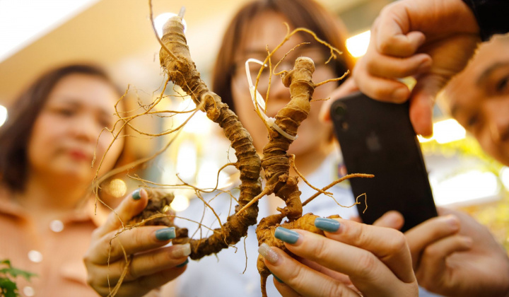 Nhận diện đúng sâm Ngọc Linh trên thị trường