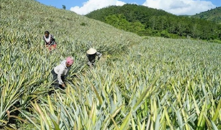 Huyện Mường Chà (Điện Biên): Tích cực triển khai Đề án tái cơ cấu ngành nông nghiệp