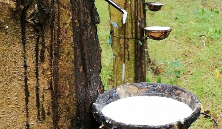 Giá cao su ngày 13/4 trên sàn TOCOM tăng nhẹ