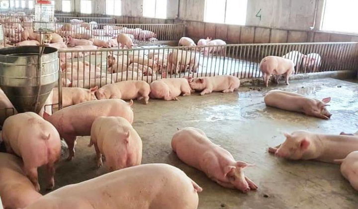 Giá lợn hơi ngày 13/4: Tăng nhẹ tại một số địa phương, cần tiếp tục gỡ khó cho thị trường