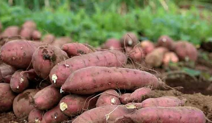 70 vùng trồng khoai lang của Việt Nam đủ điều kiện xuất sang Trung Quốc