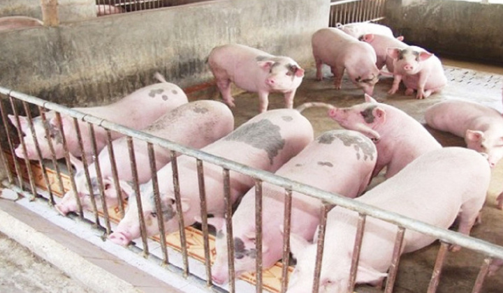 Giá lợn hơi ngày 17/4: Đi ngang trên diện rộng