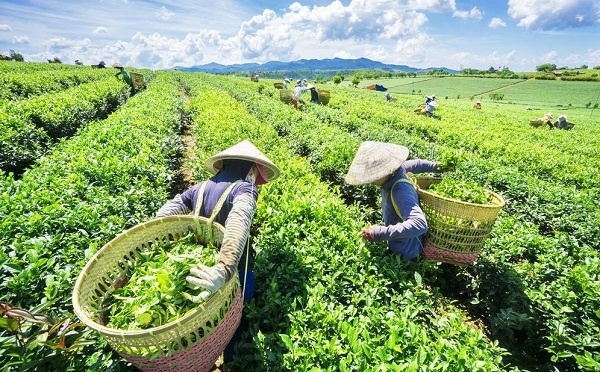 Xuất khẩu chè quý I: Lượng và trị giá giảm, đơn giá bình quân tăng