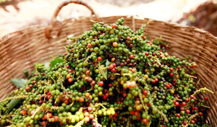 Giá tiêu ngày 18/4: Tiếp tục ở mức 63.000 - 66.000 đồng/kg, dự báo xuất khẩu sẽ sôi động hơn trong thời gian tới