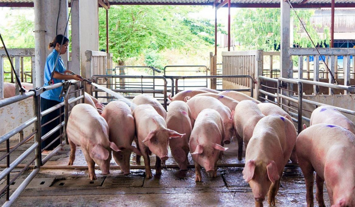 Giá lợn hơi ngày 22/4: Tăng 1.000 đồng/kg tại một số địa phương phía Nam