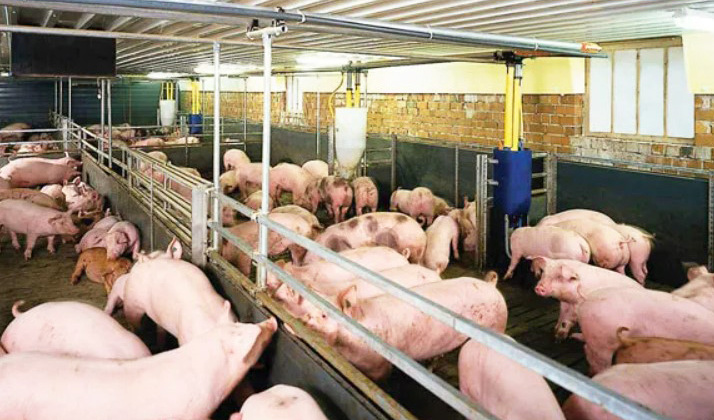 Giá lợn hơi ngày 24/4: Duy trì ổn định trên cả nước, cao nhất 55.000 đồng/kg